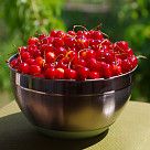 Миска 24x13,5 см / 4,5 л с крышкой (нерж. сталь)